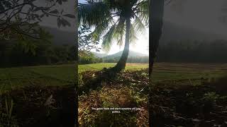 Green Village agriculture srilanka travel rain rainbow relaxing [upl. by Asilram]