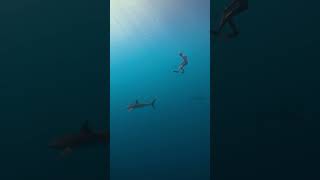 shark tried to sneak up on pro snorkeler shorts [upl. by Nelhsa]