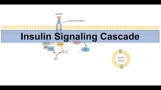 Insulin Signaling Cascade and Downstream Effects  Biochemistry Lesson [upl. by Kalina]