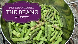 THE BEANS WE GROW  Rattlesnake Pole Beans and Dragon Tongue Bush Beans [upl. by Audrit330]