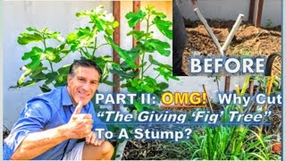 PART II  OMG Why Cut quotThe Giving Fig Treequot To A Stump  60Days Post Pruning Update [upl. by Ahgem736]