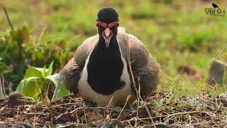 Redwattled Lapwing ചെങ്കണ്ണി തിത്തിരി [upl. by Ebehp]