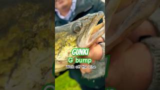 GUNKI POWER fishing gunki fish catchandrelease illex happy zanderangeln zanderfishing [upl. by Mosby]