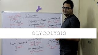 Glycolysis [upl. by Annyahs]