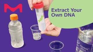 Wind Your Way Around Your Own DNA at Home STEM Experiment [upl. by Aikaz]