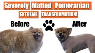 Matted Pomeranian Gets Shaved  Pet Grooming Transformation [upl. by Aliekat]