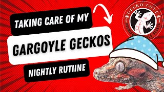 THE DAILY GRIND OF OWNING GECKOS  A nightime routine story [upl. by Braden105]