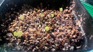 Part2 Copiapoa Cinerea ColumnaAlba cactus seedlings 2 week update Rare seeds from Mesa Garden [upl. by Jehoash222]