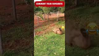 Animal Fails Shorts Video compilation😂😂😂 Try not to Laugh Caught on Camera Funny Cats Memes Ep 196 [upl. by Neetsirhc]