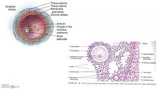 ONLINE PRACTICAL CLASS HISTOLOGY OF THE OVARY [upl. by Farrah]