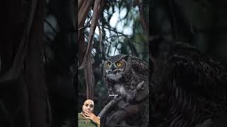 Why are Owl Birds afraid of all birds greatgrayowl greyowl powerfulowl eagleowl owlpost [upl. by Siseneg]