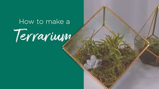 How to Make a Terrarium [upl. by Pizor]