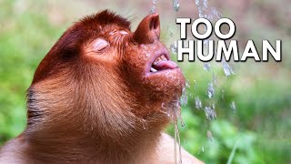 Proboscis Monkeys Are Too Human [upl. by Hussey184]