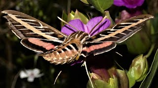 Whitelined Sphinx Moth [upl. by Nami]