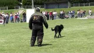 Beauceron Nationale d Elevage 2009 Ring 3 7 partie [upl. by Beaumont]