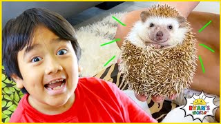 Ryan learns about Animals with 1 hr kids zoo and farm animals for kids [upl. by Wolfgram178]