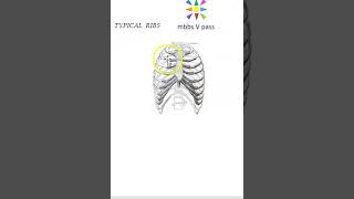 Anatomy Thorax 213 typical ribs 3rd to 9th parts viva [upl. by Auhso309]