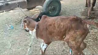 जन्म से मुडे दो पैरो का बछड़े में सफल ऑपरेशन l Bilateral fetlock knuckling in cow calf lDrMandloi [upl. by Sillihp]