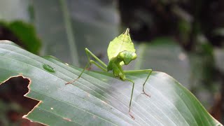 Costa Rica 2023 Insekten Costa Rica 2023 insects [upl. by Kara-Lynn]