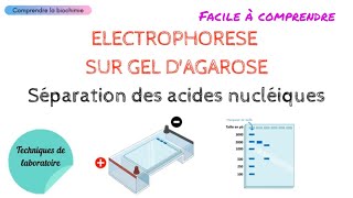 ELECTROPHORESE SUR GEL DAGAROSE  Séparation et analyse des acides nucléiques  Biochimie Facile [upl. by Kashden]