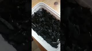 How to breed thousands of springtails pets terrarium bioactive crestedgeckos reptiles [upl. by Gnuhc]