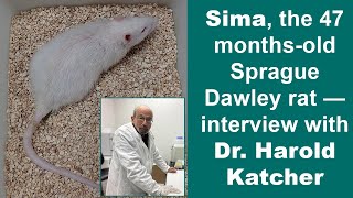 Sima the 47 monthsold Sprague Dawley rat — interview with Dr Harold Katcher [upl. by Diana545]