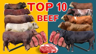 Top 10 Cattle Beef Breeds  Highest Average Daily Gain the World from Weaning to Yearling Age [upl. by Zacherie709]