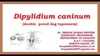 DIPYLIDIUM CANINUM  DISTRIBUTION STRUCTURE LIFE CYCLE PATHOGENICITY DIAGNOSIS TREATMENT [upl. by Nonregla363]