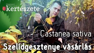 Castanea sativa  Szelídgesztenyefa csemete vásárlás  Szelídgesztenyefa rendelés [upl. by Pickens]