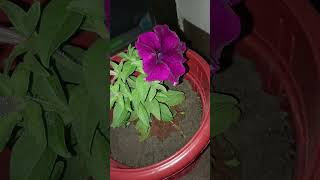 shortsvideo dekhaekkhwaab trending gardening balcony flower [upl. by Tezzil]