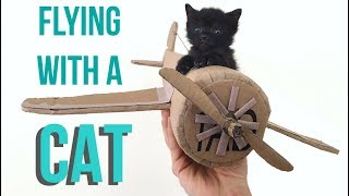 How to Fly With Your Cat [upl. by Rego719]