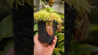 Nepenthes spectabilis giant x undulatifolia [upl. by Euqinue471]