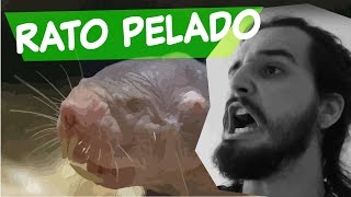 ESSE ANIMAL É INCRÍVEL  Canal do Slow 40 [upl. by Koppel56]