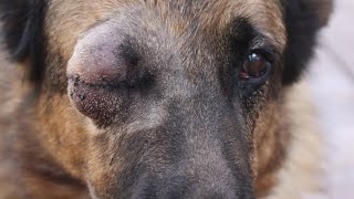 Removing A Huge Botfly Maggot From Dogs Eye [upl. by Deering]