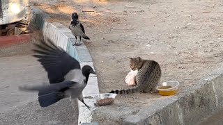 Crow Challenges Stray Cat for a Meal [upl. by Abbe120]