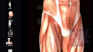 Muscle and Bone Anatomy 3d app [upl. by Neo709]