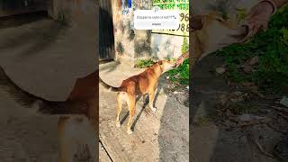 Copper dog ready for his lunch🐾dog dogvideosfunnydogvideosanimalsdoglovershortscutedogcute [upl. by Harbert]