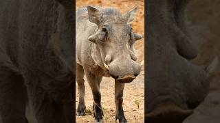 warthogs  strong and fascinating creature [upl. by Earised642]