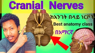 🛑 ከ አንገት በላይ ያሉ ነርቮች Cranial Nerves anatomy brain nerves amazing class ethiopia nervoussystem [upl. by Fleta]