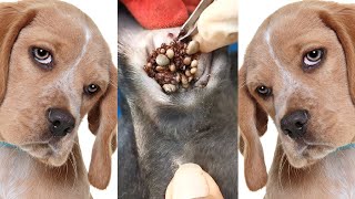 How to remove ticks form dog  Tick removal from dog 8 [upl. by Solana]