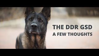 Discovering the Extraordinary DDR German Shepherd Dog [upl. by Kirrad]