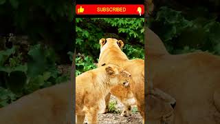 Natural footage  Lioness standing in forest ll new viral wildlife animals ytshorts [upl. by Morgana]