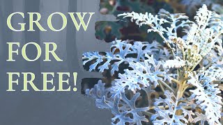 Taking Dusty Miller Cineraria Cuttings propagation Free plants growing naturally [upl. by Ahsikym]