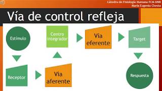 Introducción al sistema endocrino Cátedra de Fisiología Humana FCM UNR Argentina [upl. by Ardnael]