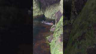 Lil Gator under the dock at Yankeetown Florida alligators wildlife floridagulfcoast [upl. by Cayla]