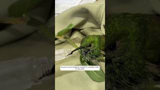 This hummingbird was rescued after being trapped and then animalshorts shortvideo [upl. by Marysa]