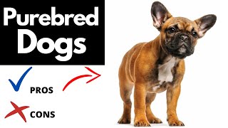 Purebred Dogs Pros And Cons  The Good AND The Bad [upl. by Larred]