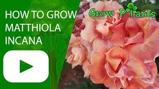 How to grow Matthiola incana [upl. by Primaveras560]