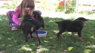 Doberman puppies playing doberman puppies for sale AKC doberman puppy breeder [upl. by Anail]