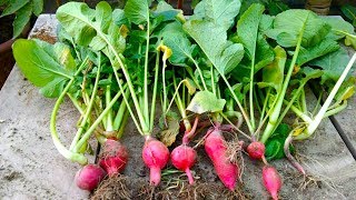 How to Grow Red Radish From Seeds Complete Video Urduhindi [upl. by Ataynik748]